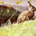 Cottontail Rabbit