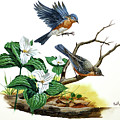 Eastern Bluebird and Trillium