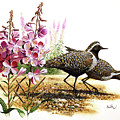 Golden Plover and Fireweed