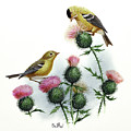 Goldfinch and Thistle