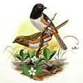 Rufous-sided Towhee