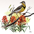 Western Meadowlark and Indian Paintbrush