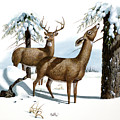 White-Tailed Deer and Eastern Hemlock