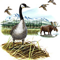 Wildlife of Wilderness